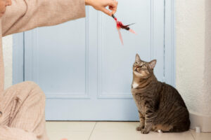 Train an Outdoor Cat to Stay Home