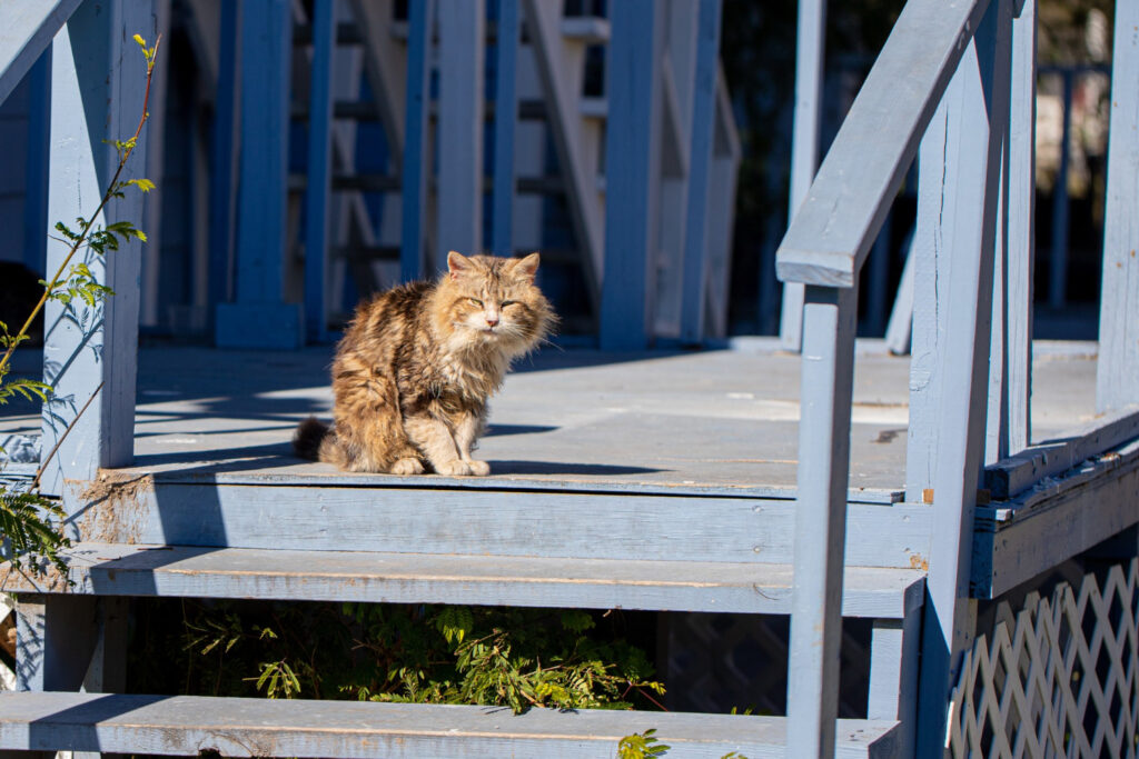 How Long do Indoor-Outdoor Cats live